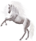 minou-horse-animal-white