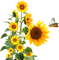 yellow flowers sunflowers sunshine3 - бесплатно png анимированный гифка