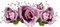 ruusu, rose, kukka, flower, fleur - png gratis GIF animasi