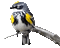 Bird.oiseau.Pájaro.branche.Victoriabea - 無料のアニメーション GIF アニメーションGIF