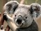 Koala - gratis png animeret GIF