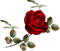 All My Roses - kostenlos png Animiertes GIF