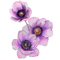 kikkapink deco flower purple - PNG gratuit GIF animé