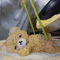omurice bear - 無料のアニメーション GIF アニメーションGIF