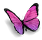 Tournesol94 papillon
