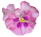 flower fleur glitter blume blossom pink spring summer fleurs   tube deco  gif anime animated animation - GIF animé gratuit GIF animé