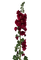 rose trémière (de mon jardin). PB - Free PNG Animated GIF