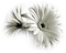 white chrysanthemum sunshine3 - GIF animé gratuit