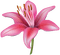 pink lily Bb2 - png ฟรี GIF แบบเคลื่อนไหว
