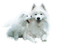 chien - ücretsiz png animasyonlu GIF