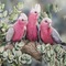 Australia birds bp - zadarmo png animovaný GIF