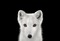 wolves - kostenlos png Animiertes GIF
