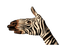 Animal Art bp - Free PNG Animated GIF