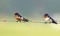 hirondelle - darmowe png animowany gif