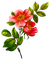 Flores - δωρεάν png κινούμενο GIF