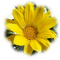 fleur 4 - png gratuito GIF animata
