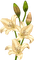 flowers katrin - δωρεάν png κινούμενο GIF