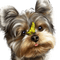 dog face bp - png gratis GIF animado