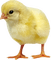 Kaz_Creations Easter Deco Chick - nemokama png animuotas GIF