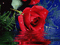 Rose Reflection - GIF animado gratis GIF animado