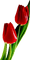 Kaz_Creations Deco Flowers Tulips Flower - png gratis GIF animasi