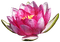 Tournesol94 fleur - gratis png geanimeerde GIF