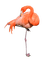 Kaz_Creations Flamingo - ilmainen png animoitu GIF