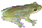 frog - Nemokamas animacinis gif animuotas GIF