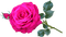 ruusu, rose, kukka, fleur, flower