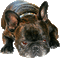 chien bulldog - Gratis animeret GIF animeret GIF