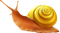 Kaz_Creations Snails Snail - ücretsiz png animasyonlu GIF
