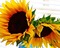 Sonnenblumen, tournesols, sunflowers - PNG gratuit GIF animé