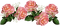 ruusu, rose, kukka, fleur, flower - GIF animé gratuit