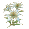 cvijeće - Gratis geanimeerde GIF geanimeerde GIF