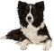 Perro - 免费PNG 动画 GIF