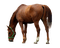 hevonen, horse, domestic animal, kotieläin - PNG gratuit GIF animé