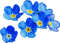 Nieb.kwiaty - ilmainen png animoitu GIF
