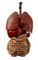 Organs - zadarmo png animovaný GIF