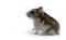 hamster - png gratuito GIF animata