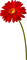 Flower.Red.Yellow - png grátis Gif Animado