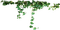 plants - nemokama png animuotas GIF