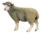 mouton - PNG gratuit GIF animé