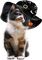 katt-cat-halloween - bezmaksas png animēts GIF