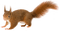 Kaz_Creations Squirrel - ilmainen png animoitu GIF