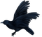 corbeau - nemokama png animuotas GIF