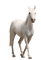 white horse - darmowe png animowany gif