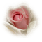 ruža - zdarma png animovaný GIF