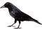 Kaz_Creations Bird Crow - nemokama png animuotas GIF