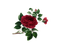rose bud - png gratuito GIF animata