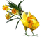 Flowers yellow bp